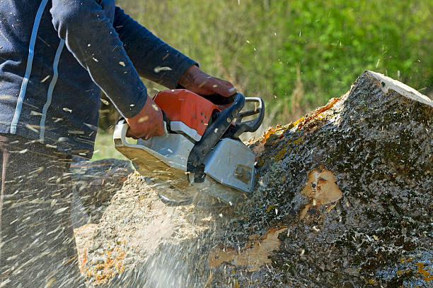 The Steps Involved in Our Tree Care Process in Slippery Rock University, PA